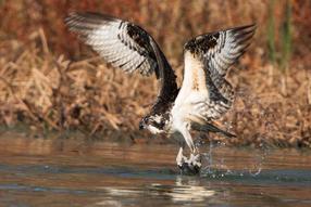 Osprey dive on fish