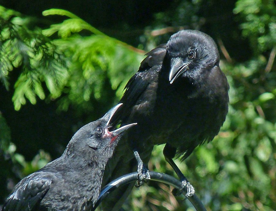 Adult & juvenile Crow