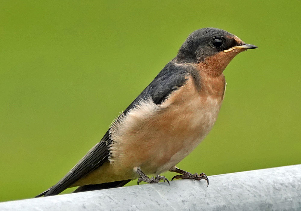 Juvenile Barn Swallow