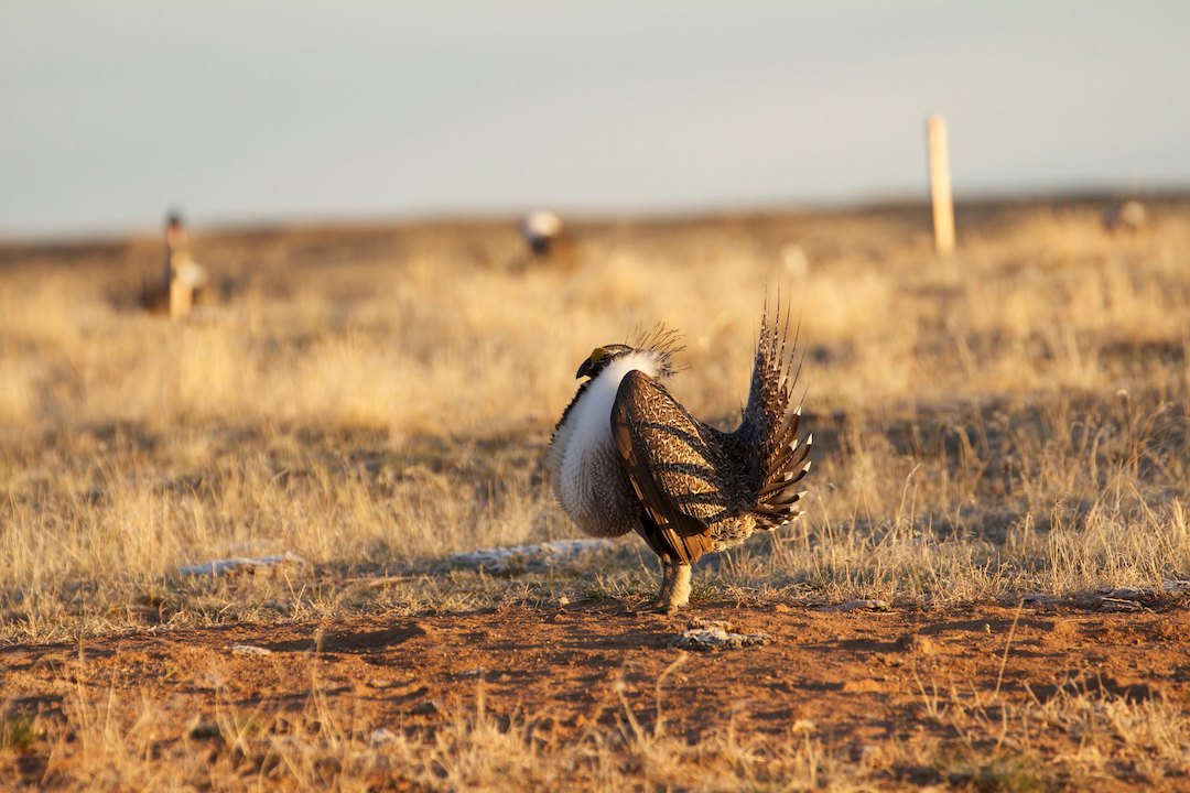 A male Greater Sage-Grouse in a field