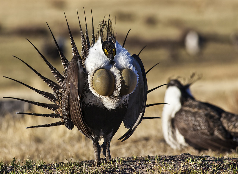 A male Greater Sage-Grouse