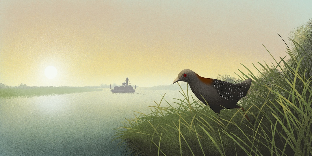 An illustration of a Black Rail standing at the marsh edge.
