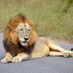 A male African Lion is laying on pavement in Kruger National Park.