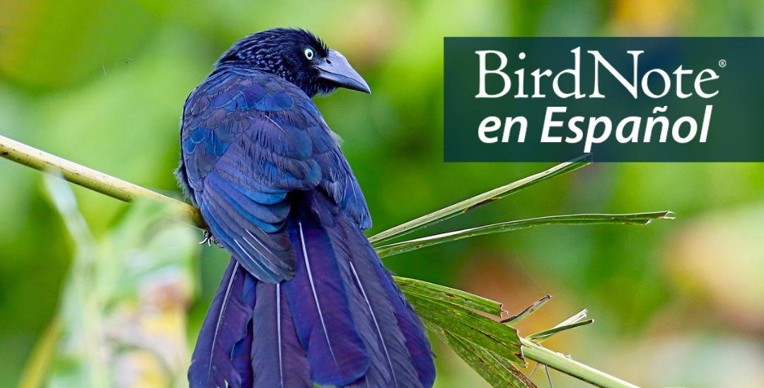 A Greater Ani showing its long tail, glossy blueish black feathers and large black beak. "BirdNote en Español" appears in the top right corner.
