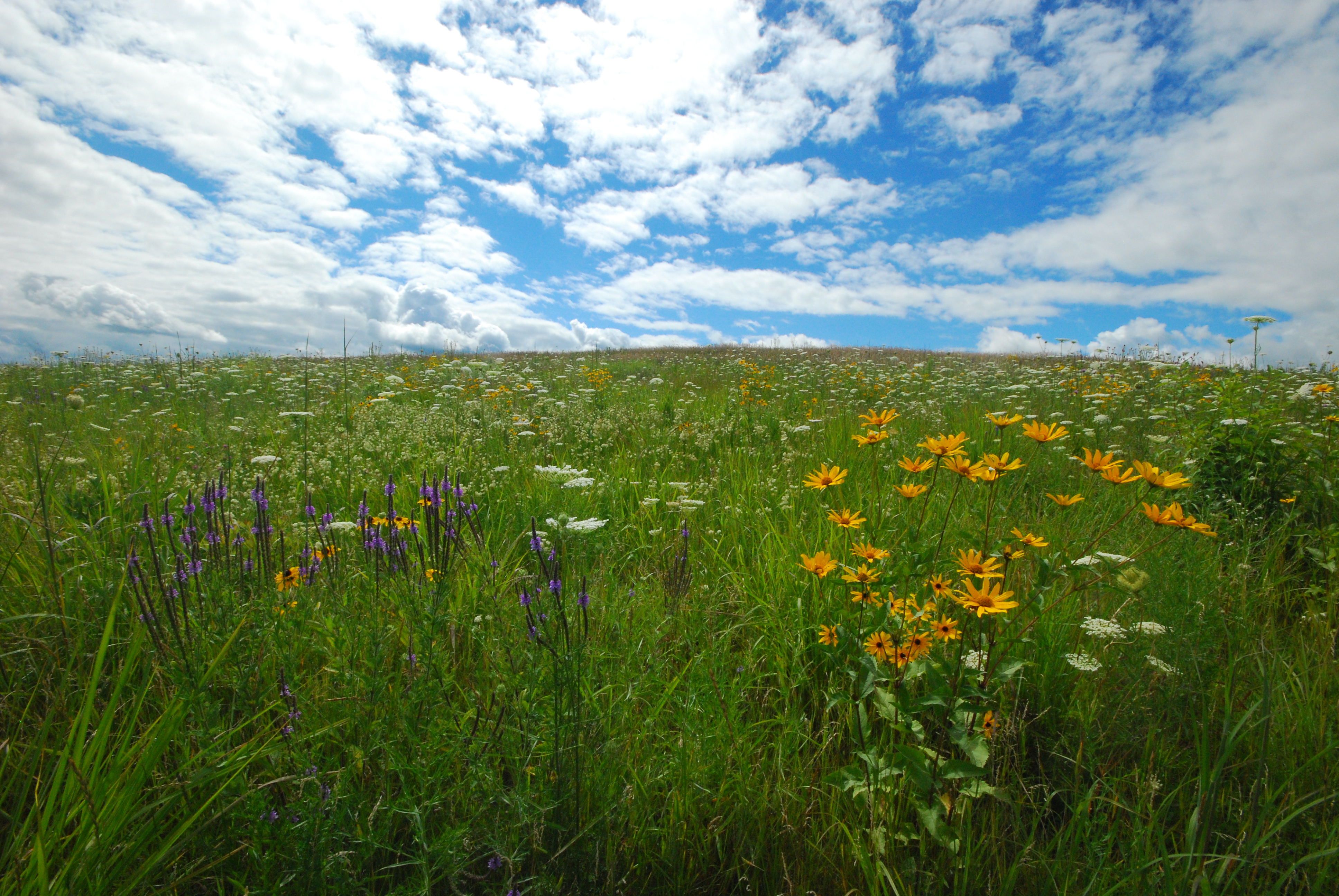 green Erbe Grasslands with wildflowers sitting a blue sky
