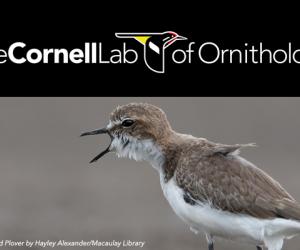 The Cornell Lab of Ornithology's free guide to Creating a Garden for Birds, picture of small shorebird calling