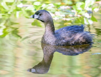 A Pied-billed Grebe swims in a lake near aquatic vegetation in sunlight