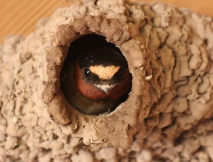 An adult Cliff Swallow peers out the opening of its nest, created by carefully placed daubs of mud.