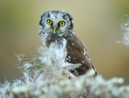 Boreal owl faces forward 