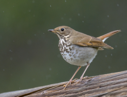 Hermit Thrush stands on branch, facing left