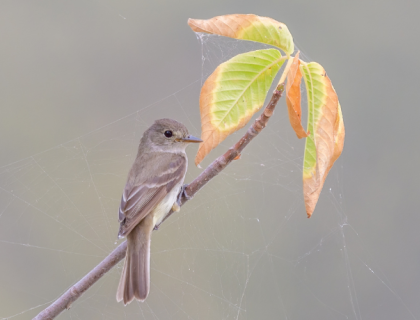 A Willow Flycatcher perches near the end of a branch with spiderwebs