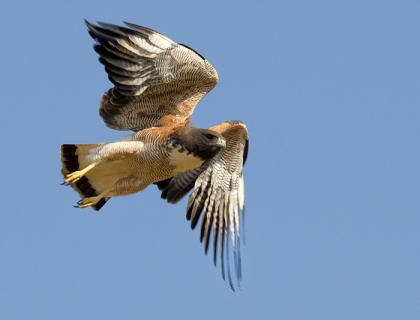 White-tailed Hawk in flight against a clear blue sky. 