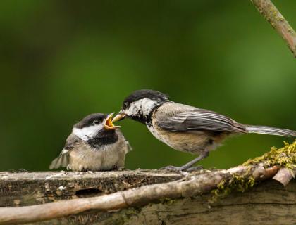 Black-capped Chickadee chick being fed by parent