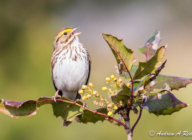 Savannah Sparrow singing, perched on a flowering branch lit by the sun