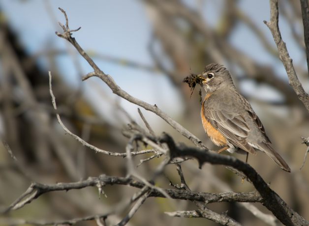 An American Robin carrying nesting material in its bill. The bird is perched on dry branches.