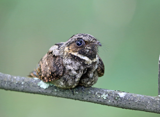 A whip-poor-will perched on a thin branch against a green background.