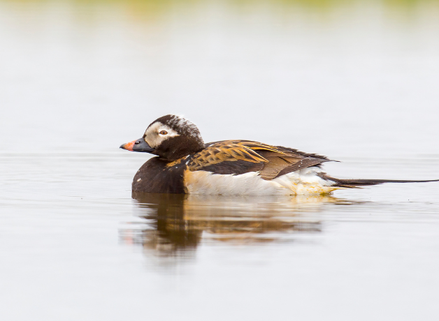A male Long-tailed Duck in breeding plumage sitting on the surface of a lake in Alaska.