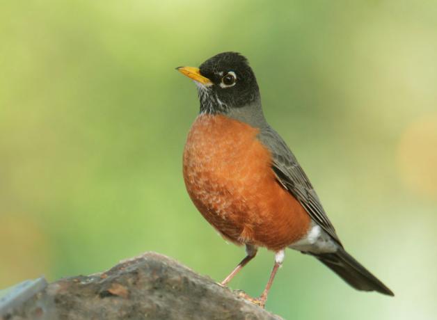 American Robin and bright "red breast"