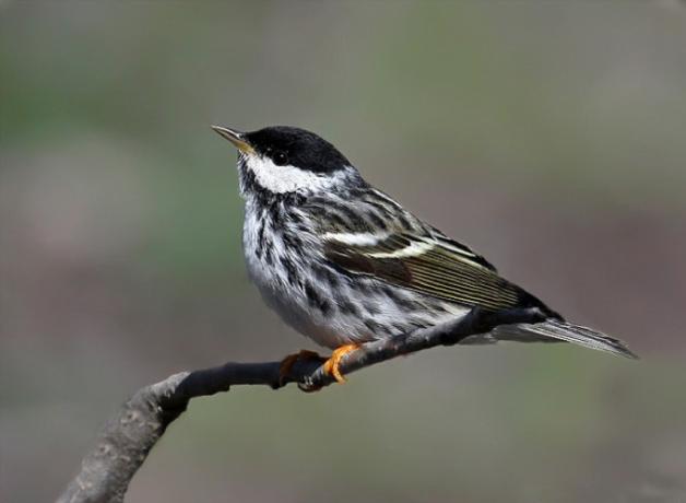 Blackpoll Warbler