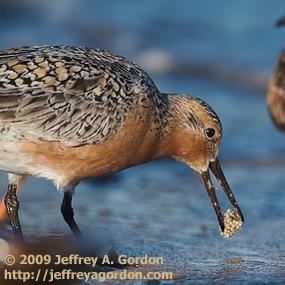 Red Knot Foraging
