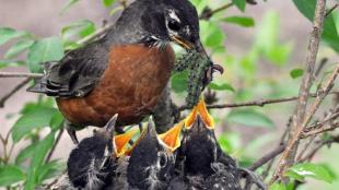 American Robin feeding babies