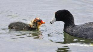 American Coot and its chick 