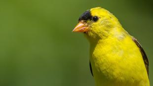 A male American Goldfinch in sunlight, showing his bright yellow breast and head, with black patch above his beak.