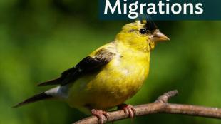 A male American Goldfinch molting in the fall, the yellow feathers on his head showing loss