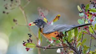 A bird with gray wings, red-orange breast and belly, and a black head sits on a slender branch while holding a bright red berry in its yellow beak.