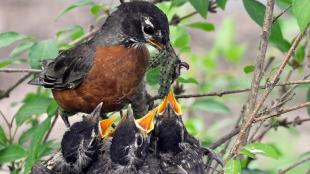 American Robin feeding its three open-beaked nestlings with a green caterpillar. 