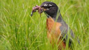 An American Robin standing in grass, with earthworms clasped in its beak