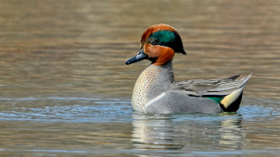 A male Green-winged Teal in the water with bright-green feathers on his head reflecting sunlight