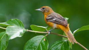 A female Baltimore Oriole on a leafing branch. Seen in profile, she shows a dusty orange color body, brown back and wings with white tips, and slender sharp beak.