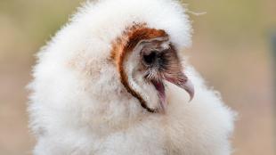 Barn Owlet showing its fluffy down feathers and facial disk in profile