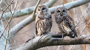 Barred Owl pair sitting together on thick tree branch
