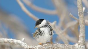 Black-poll Warbler sits on silvery branches with blue sky in the background