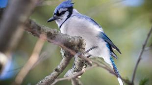 A blue and white bird with a black beak is perched amidst branches and leaves.