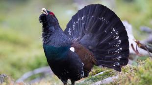 A Male Capercaillie with his head raised and his tail fanned out, showing off his dark plumage