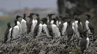 A group of Common Murres perched on barnacle-covered rocks