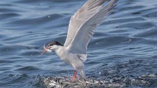 A Common Tern catching fish at the water's surface