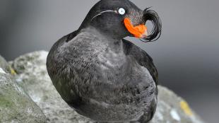 Crested Auklet facing the viewer while perched on a rock