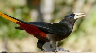 Crested Oropendola in sunlight, showing dark body, red and yellow underside, and bright blue eye