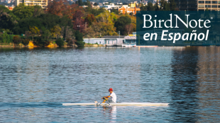 A view of Lake Merrit, with a man rowing across the water in the foreground, and trees and buildings reflecting on the water from the shore. "BirdNote en Español" appears in the upper right corner.