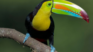 A Keel-billed Toucan faces to the right displaying a brightly colored bill.