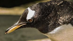 Gentoo Penguin, showing water droplets on its fine feathers