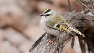 A Golden-crowned Kinglet perched on a branch, its tiny round body accented with gold stripes on wing and a streak of gold feathers on its head