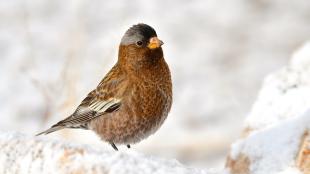 Gray-crowned Rosy Finch on snow-covered basalt cliffs