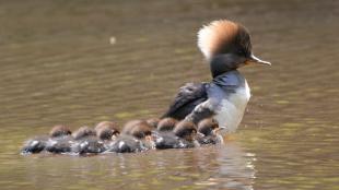 A female Hooded Merganser leading a brood of ducklings; the ducklings are very small and adorably fuzzy and swim close behind her on the sunlit water.