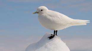 Ivory Gull standing on a small pile of snow, blue sky in the background.