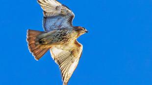 A falcon flying against a clear blue sky